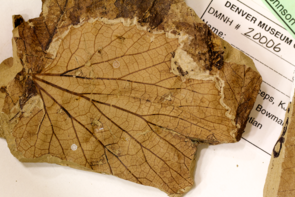 A fossilized leaf of 'Vitis' stantonii, a grapelike plant from the Hell Creek Formation in North Dakota. Blonder is especially interested in the venation network of each leaf, because veins may be a very good proxy for temperature via their role in constraining leaf water usage. "Fortunately many fossils have exquisite preservation of veins," he said. (Photo: Benjamin Blonder) A fossilized leaf of 'Vitis' stantonii, a grapelike plant from the Hell Creek Formation in North Dakota. Blonder is especially interested in the venation network of each leaf, because veins may be a very good proxy for temperature via their role in constraining leaf water usage. "Fortunately many fossils have exquisite preservation of veins," he said. (Photo: Benjamin Blonder)